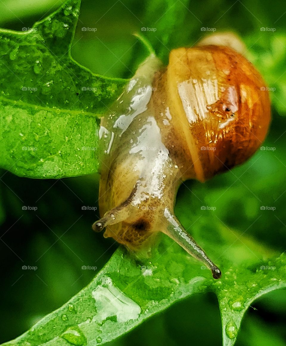Tiny slug on leaf 2