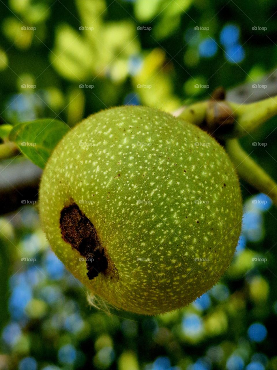 green nuts