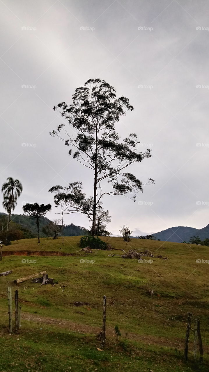 LANDSCAPE, TREE, NATURE.