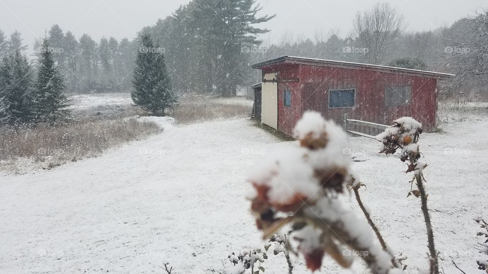 Snow, Winter, Frost, Cold, Weather