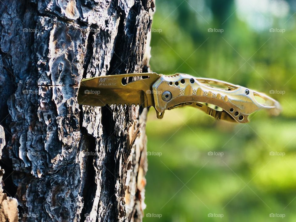 Golden knife in a tree 