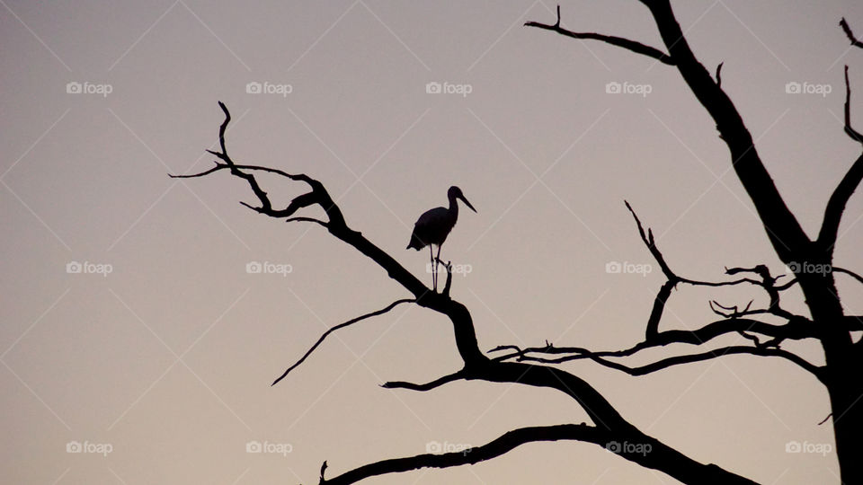 Stork in a tree