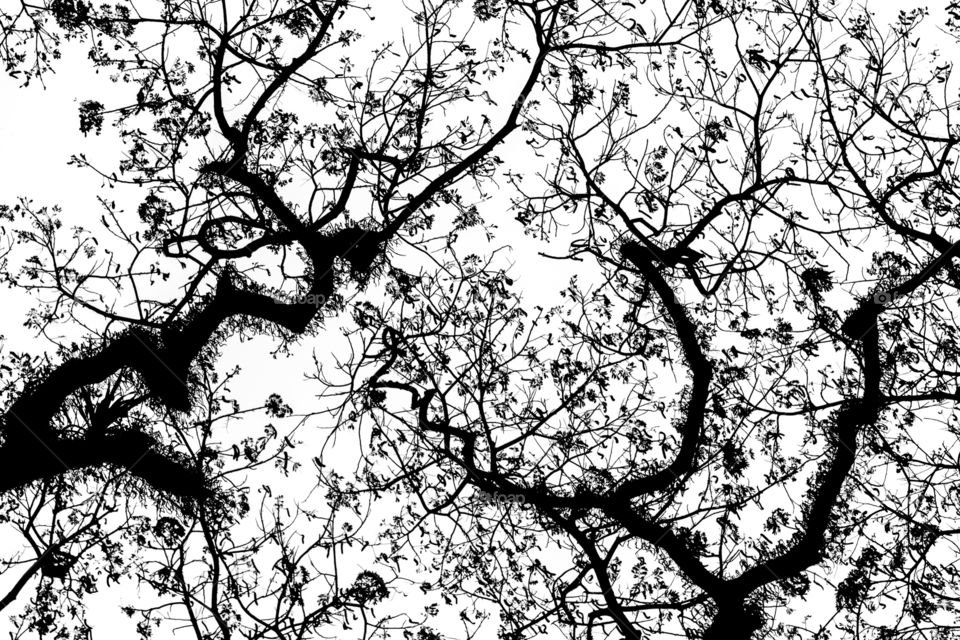 Black and white photo of tree branches against the sky. White Sky