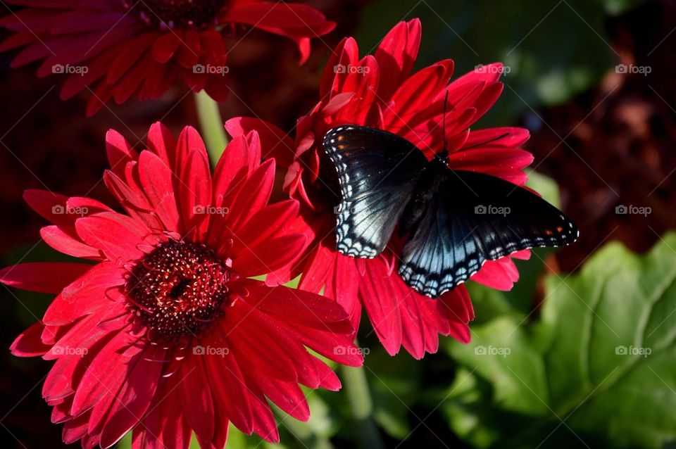 A Giant Swallowtail butterfly lands on red Gerbera daisies. 