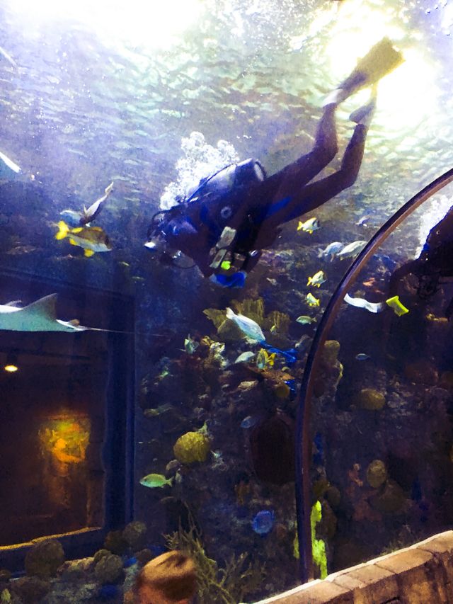 Under the sea