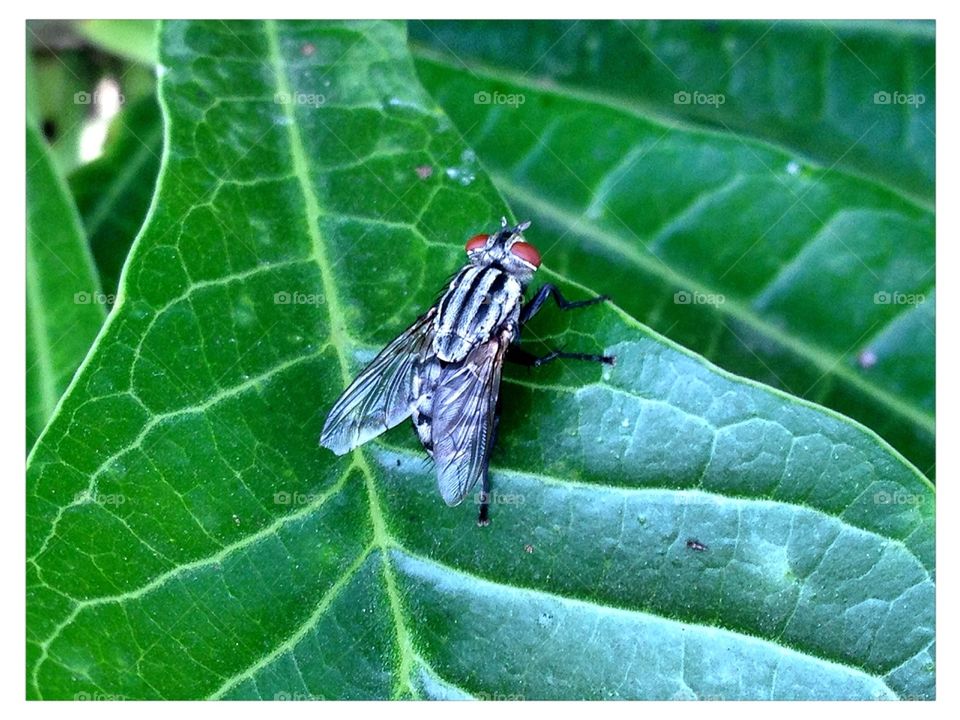 Fly (house flies)