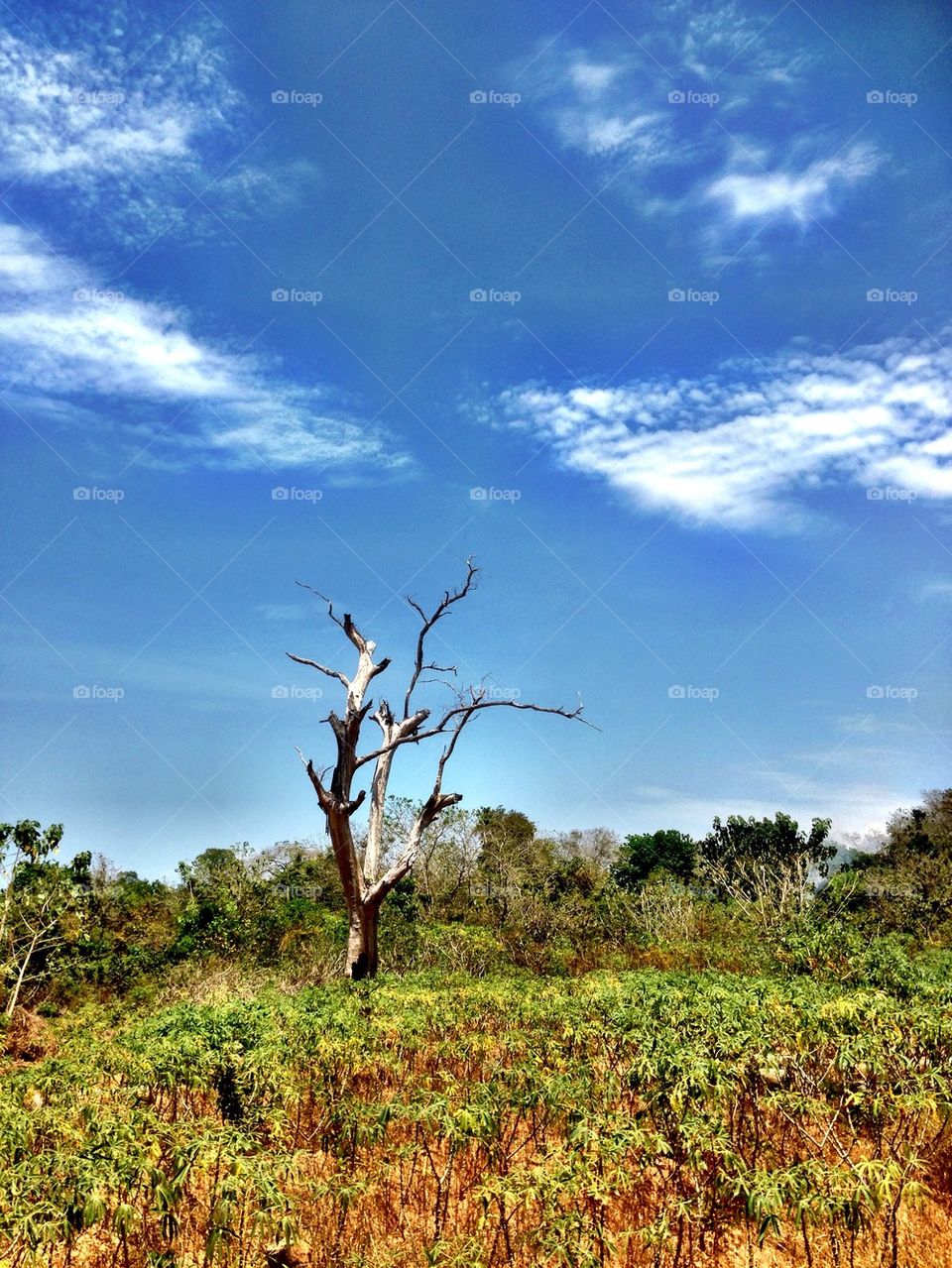 A abandoned and dead tree