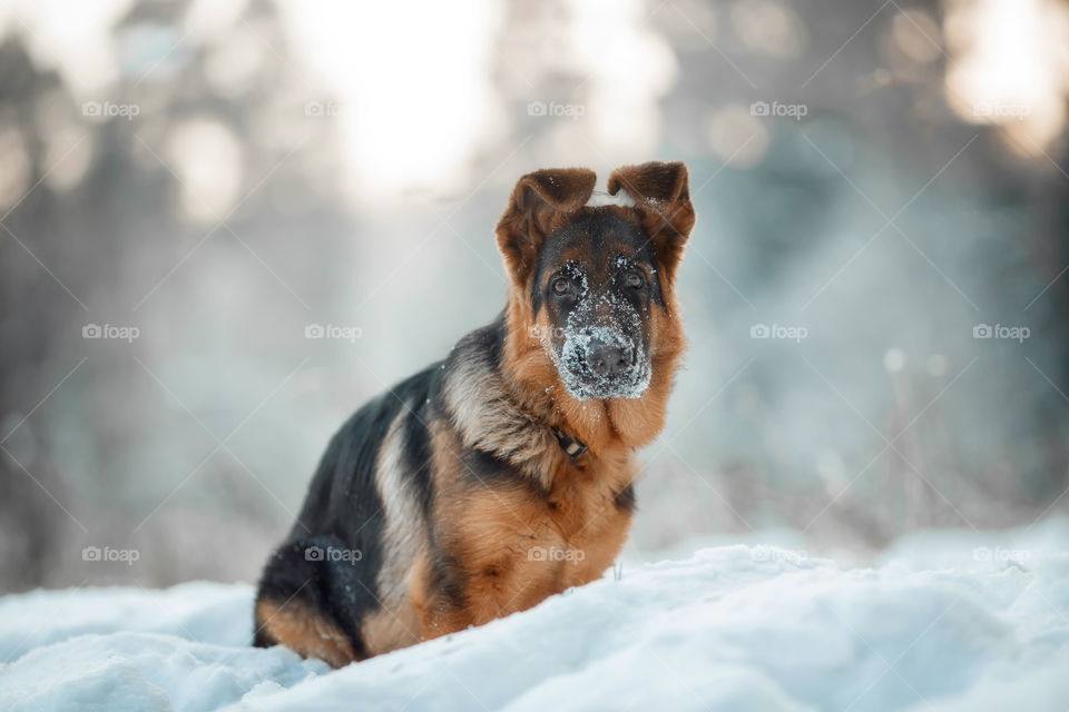 Red cute german shepherd 5-th months puppy portrait at snow at the winter