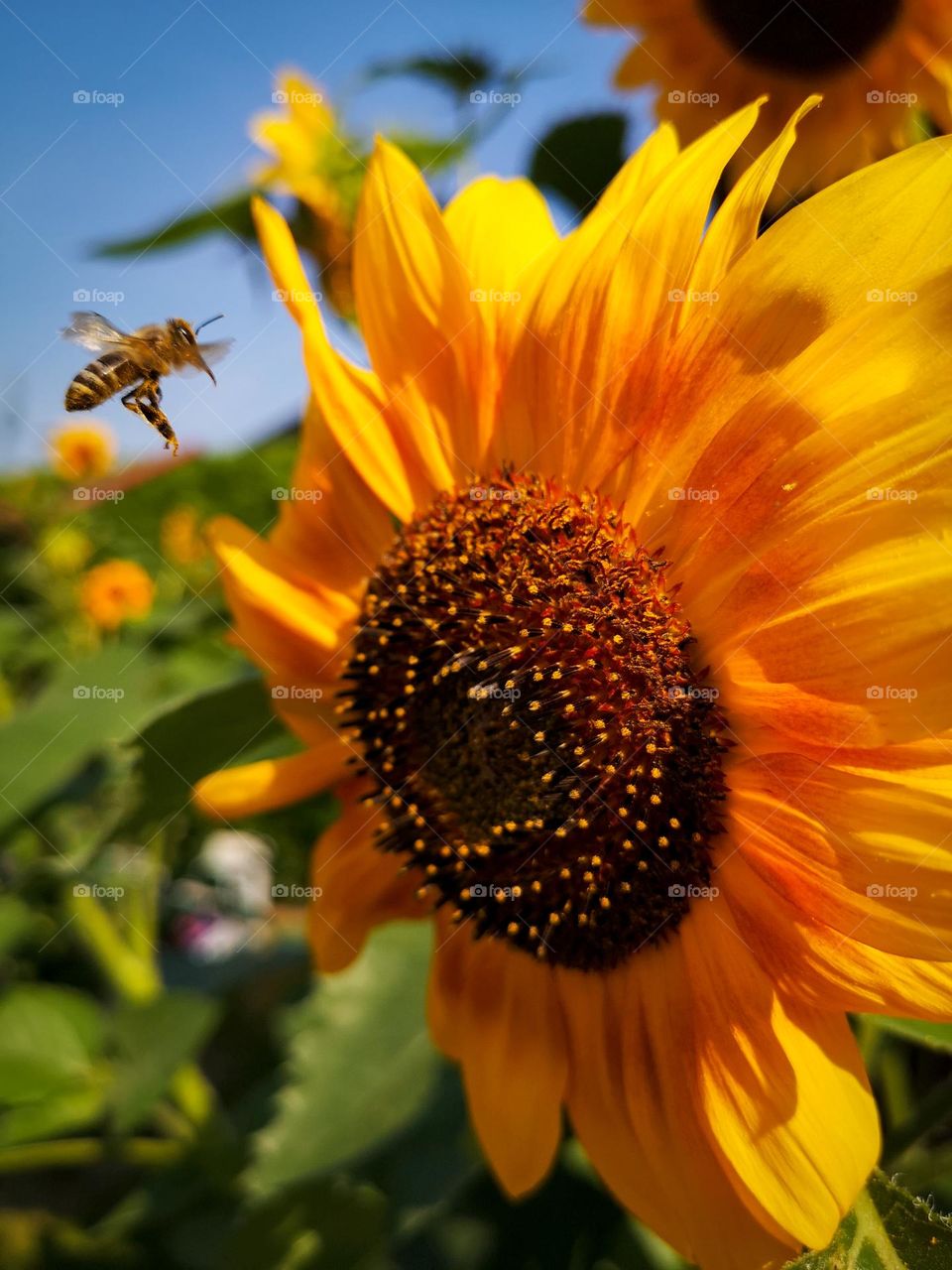 a bee and a sunflower