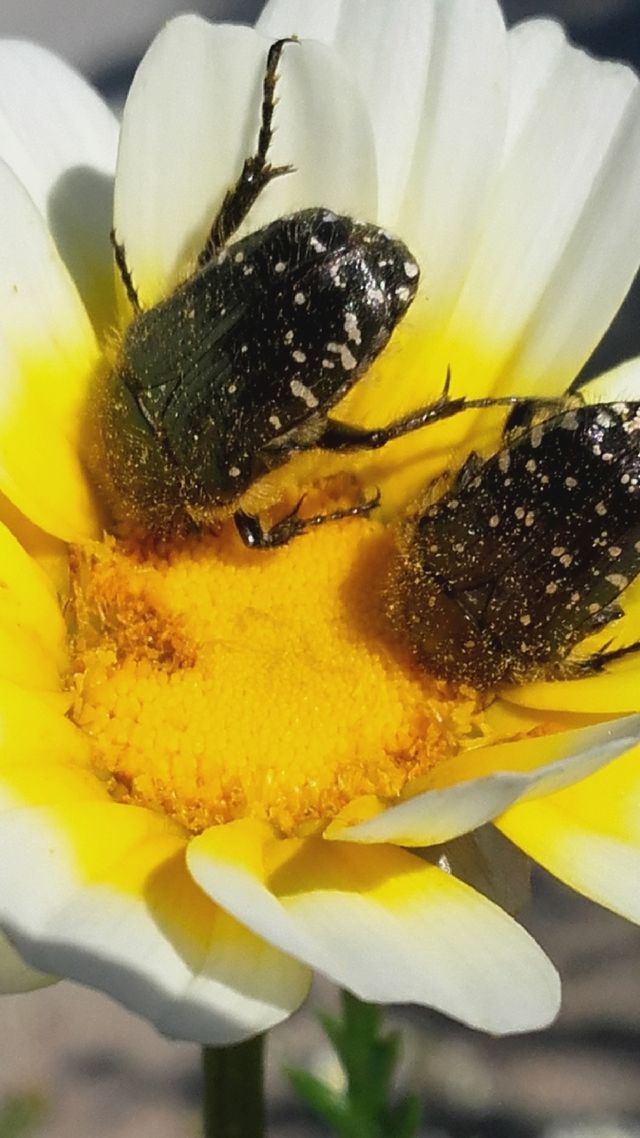 Yellow Flowers and bugs
