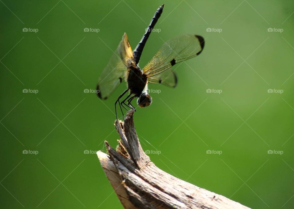 Yellow stripped flutterer . Unique marking colour species of Libellulidae . Yellow's & black dominant shown for eyes at the surround pound to meet the species .