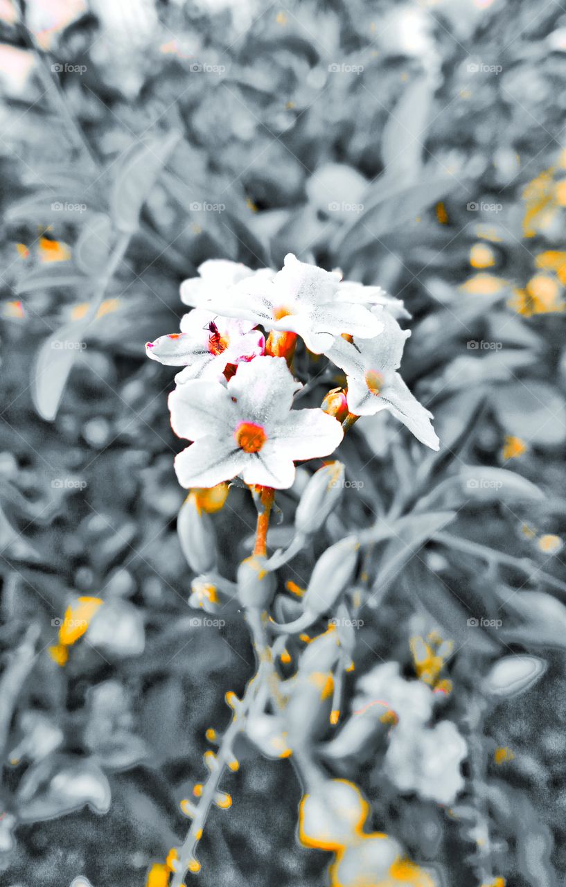 A white yellow with light bluish combination of splashy flower image. The flowers in my garden. looking vibrant .