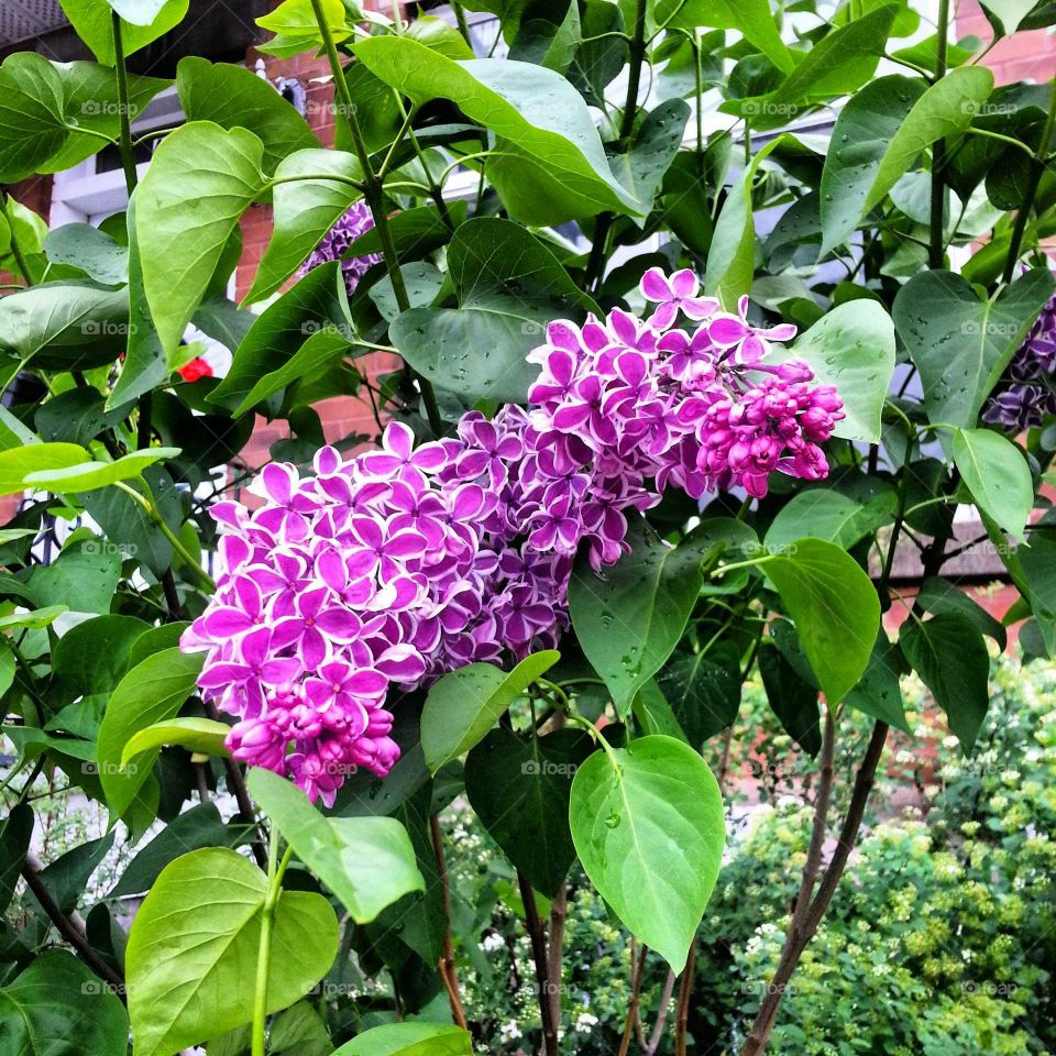 Close up of two color lilacs with others plants; in the city near a house