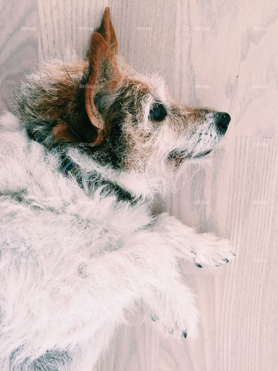 Dog laying on the floor enjoys being scratched 