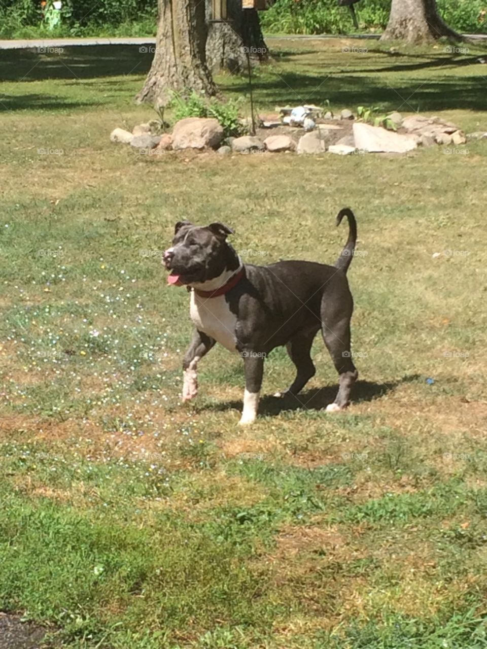 Pit bull loves the sprinkler