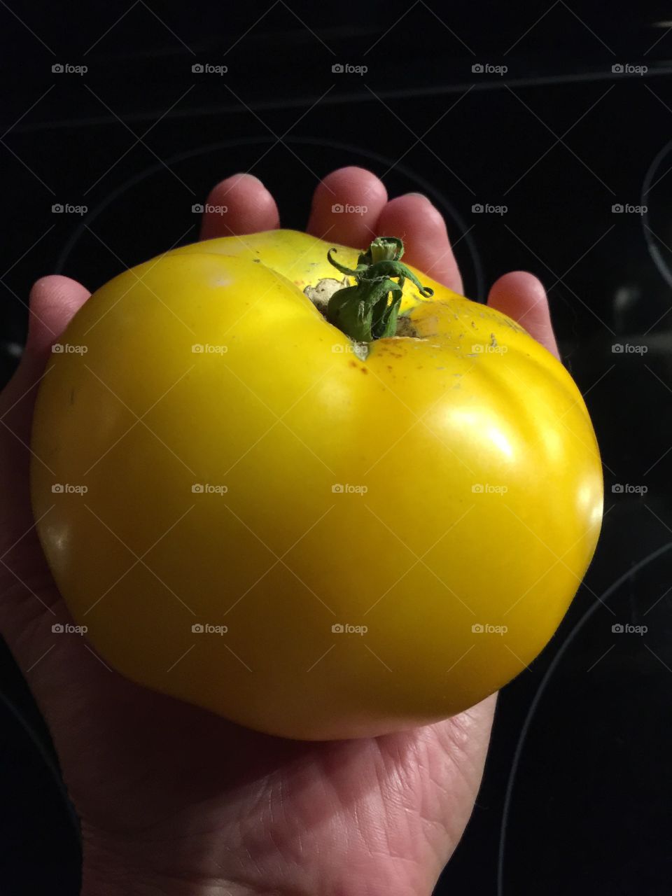 Handling a large yellow tomatoe