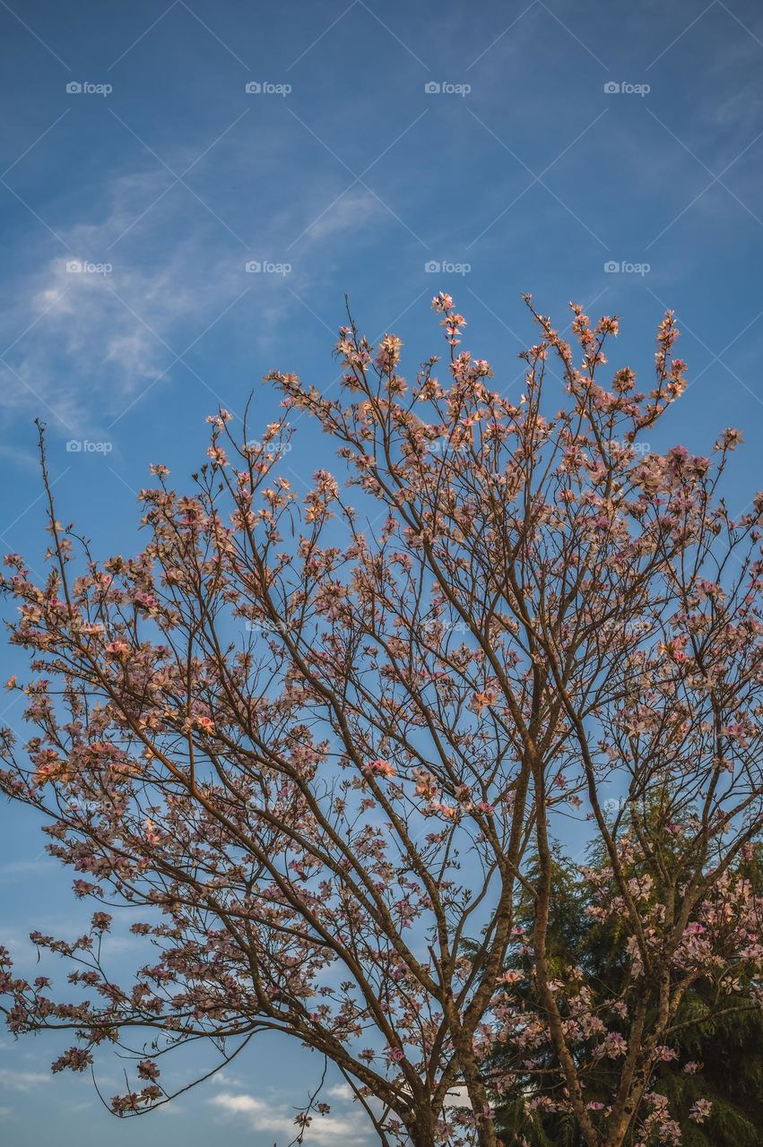 Beautiful flowering tree blooming flowers in full swing.