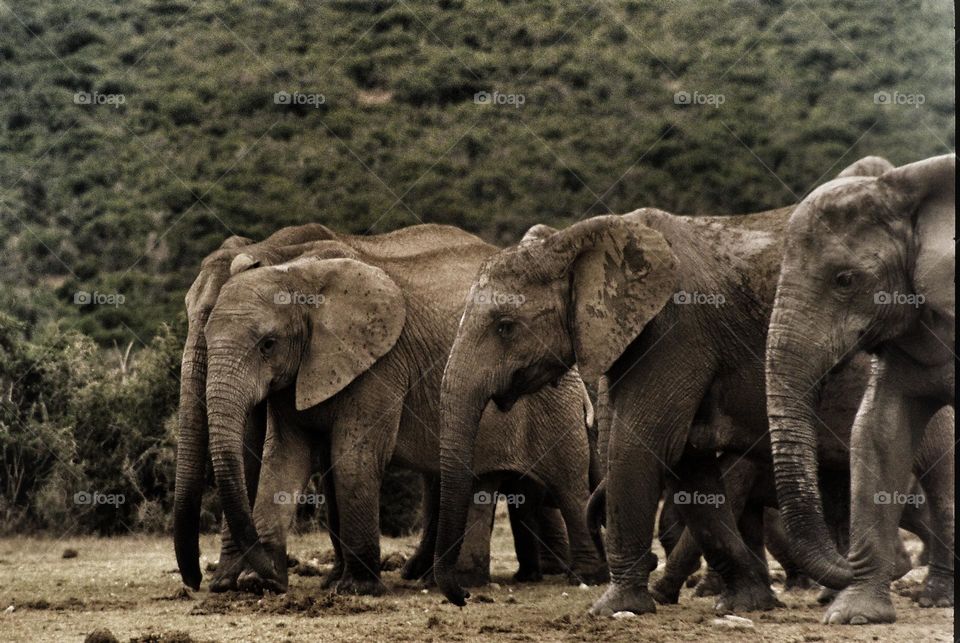 Elephants. It does not matter where you're going, It's who is walking beside you.