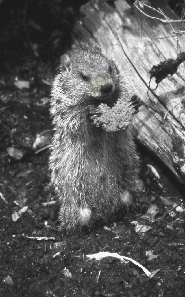 Ground Hog