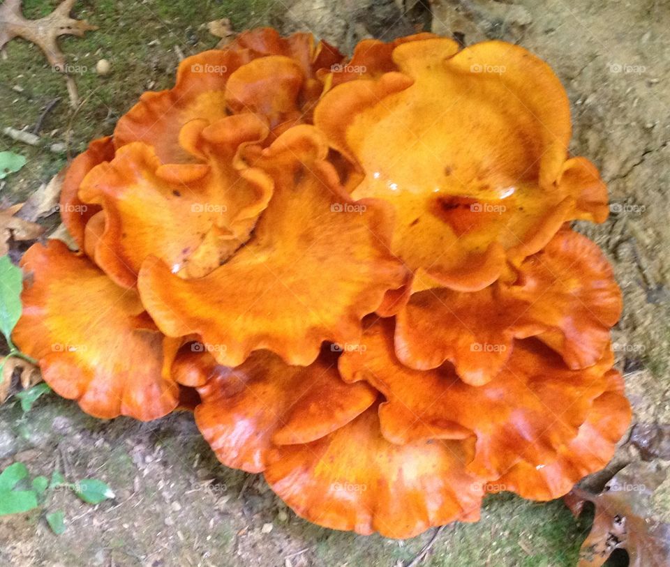 Cluster of orange mushroom
