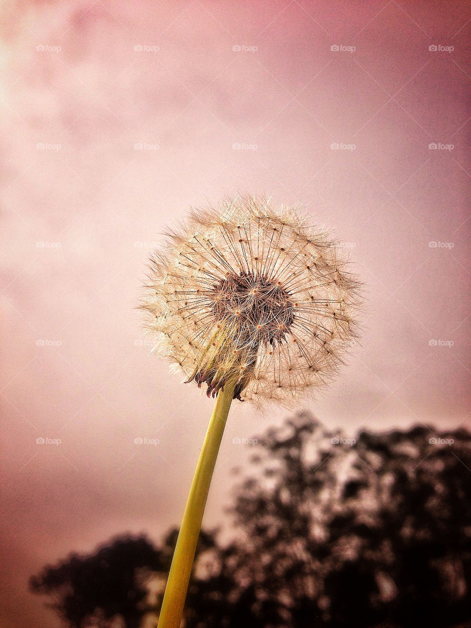 Dandelion against a cloudy summer evening sky