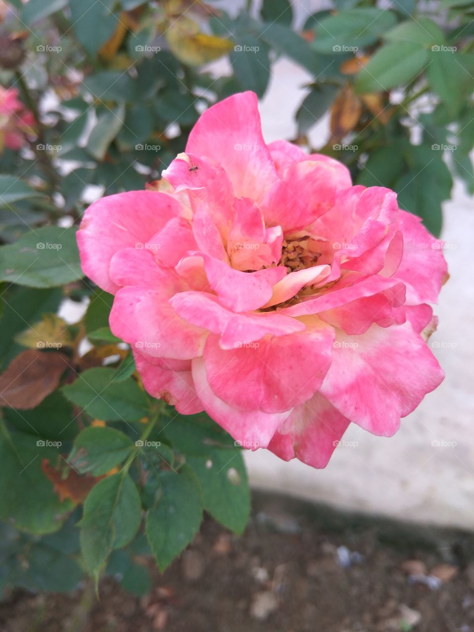 Pink Rose lovely