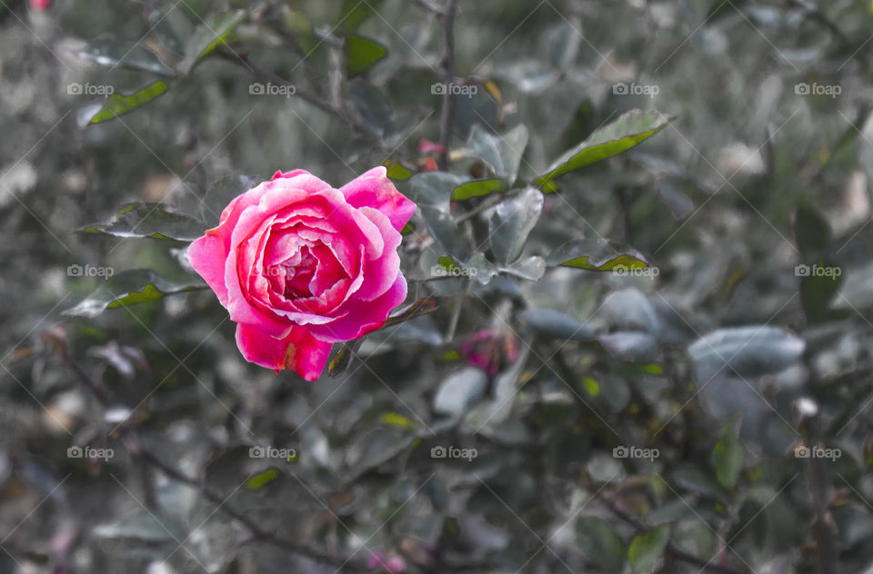 A Beautiful Single Red Rose