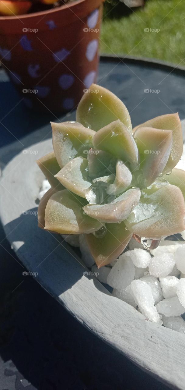 Succulents in the rain 1