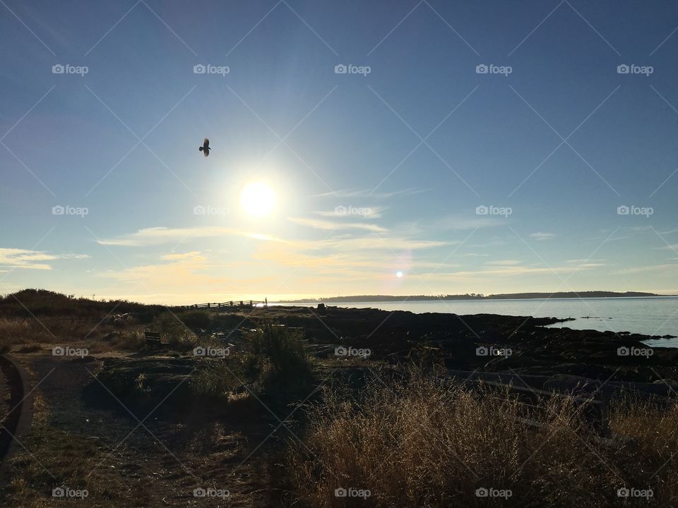 Scenic view of bird flying sea field during sunset