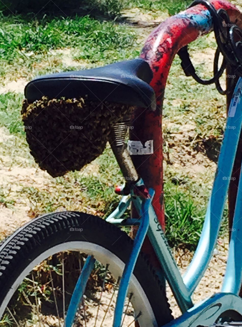 Bees swarm a bike on Venice Beach