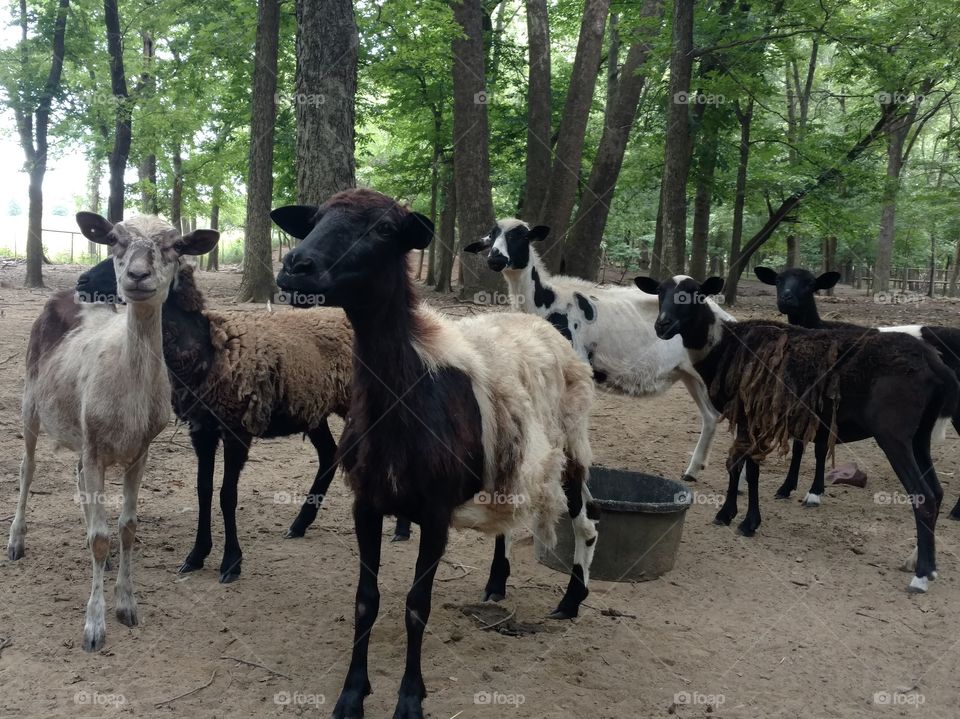 sheep in the pasture