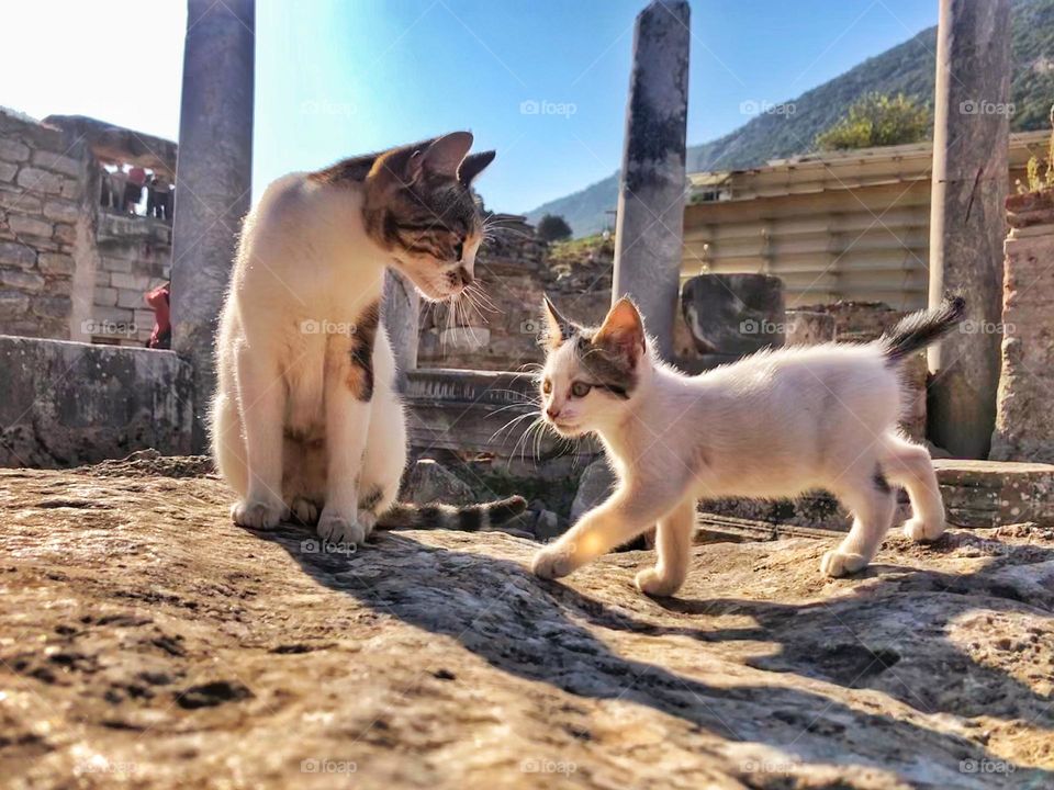 Turkish cat in ancient archaeological park in Turkiye.