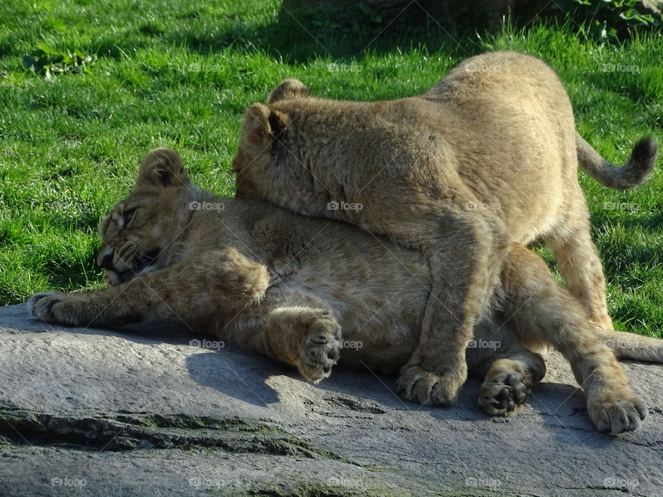 Lion Cubs playing on the ground