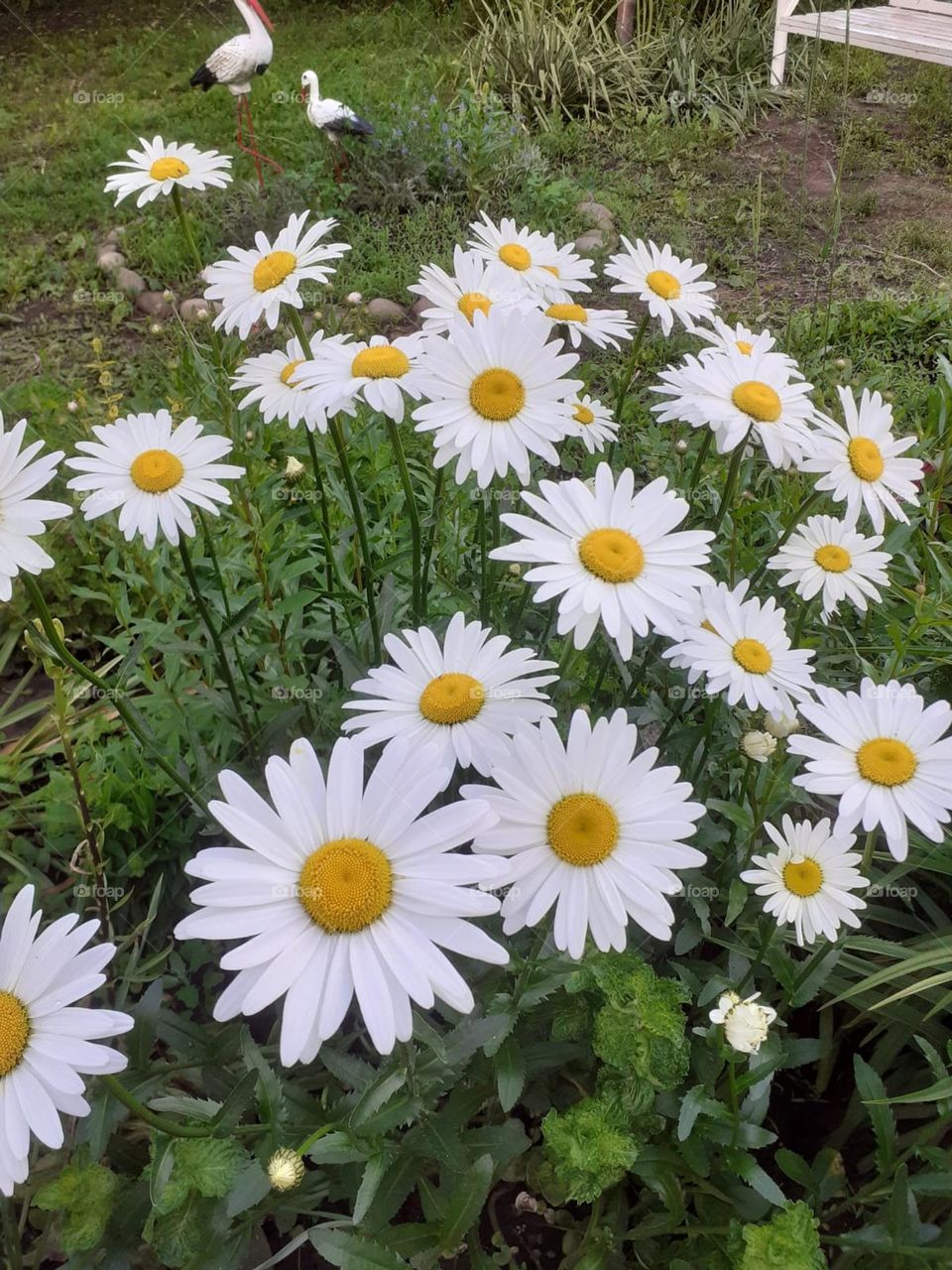 Chamomile is a flower of the family.