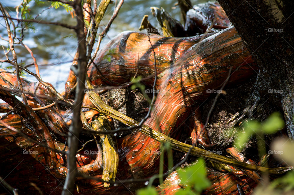 Closeup of orange tree trunk at waters edge off the beaten path being splashed by the waves changing color due to weathering and environment beautiful conceptual nature background 