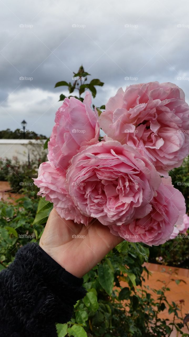 Pink Roses. Roses in bloom in Margaret River, Western Australia