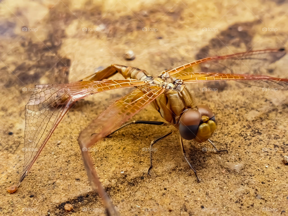 closeup of a hurt dragonfly