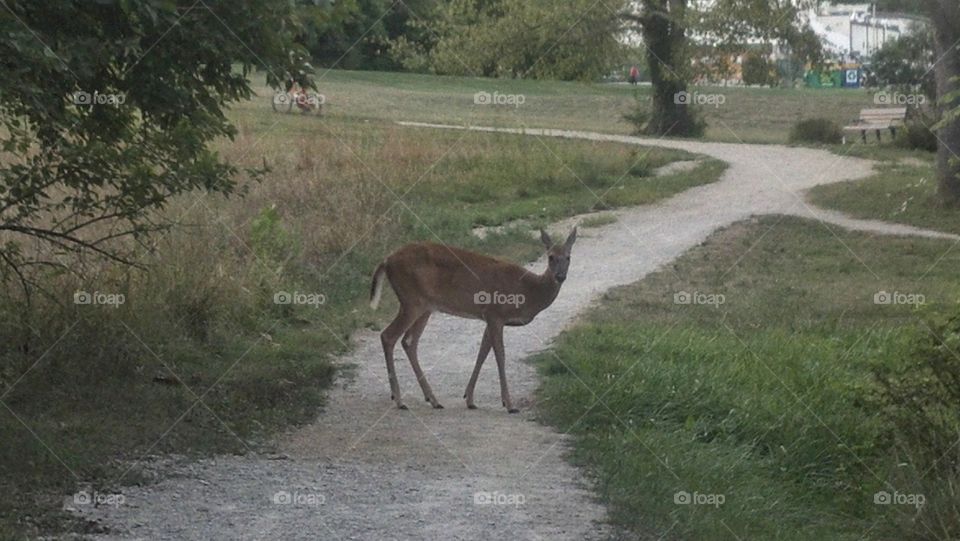 deer. walking trail