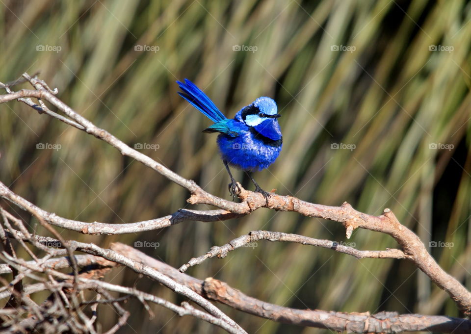 Splendid Fairy-wren blue