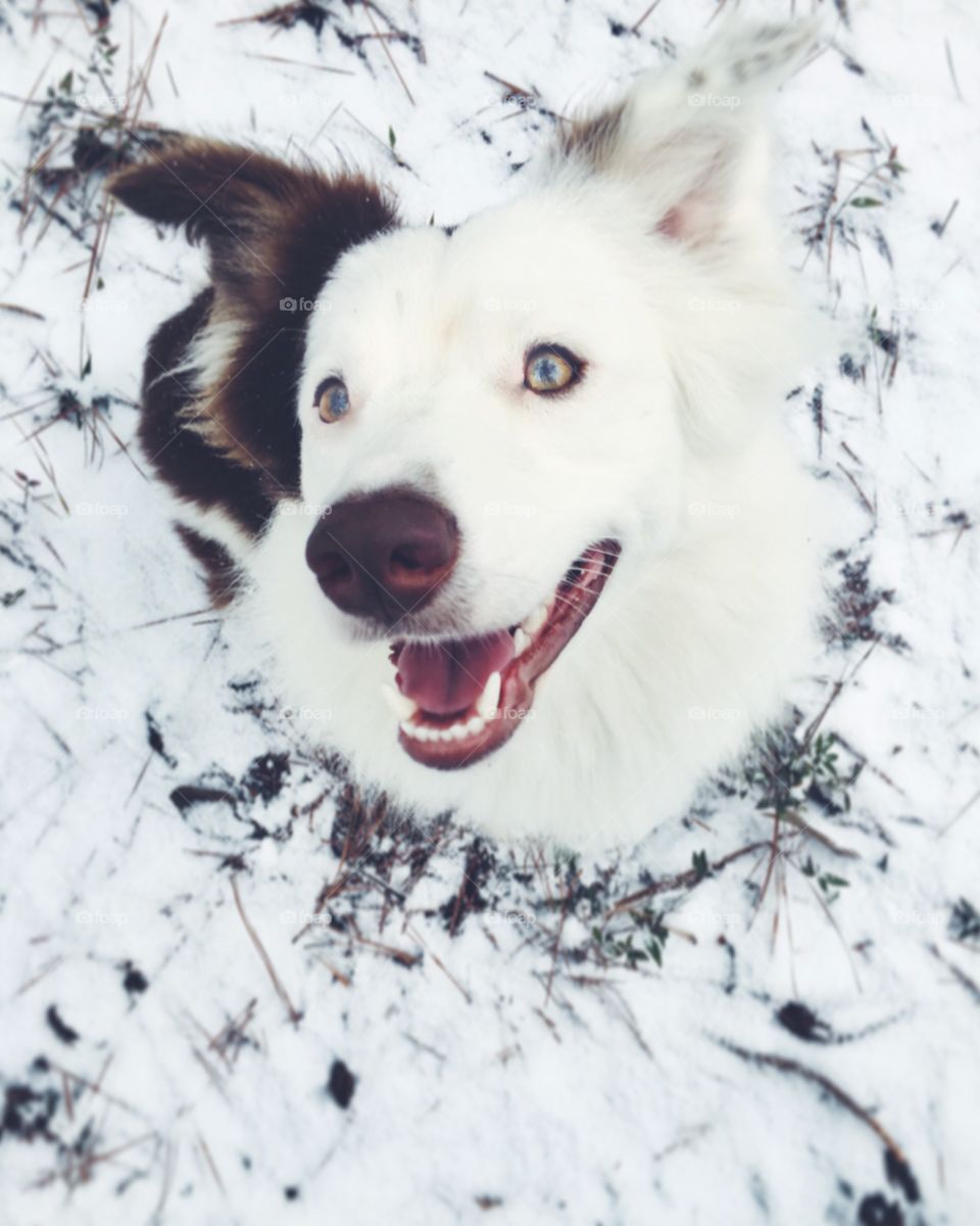 Dog in snow