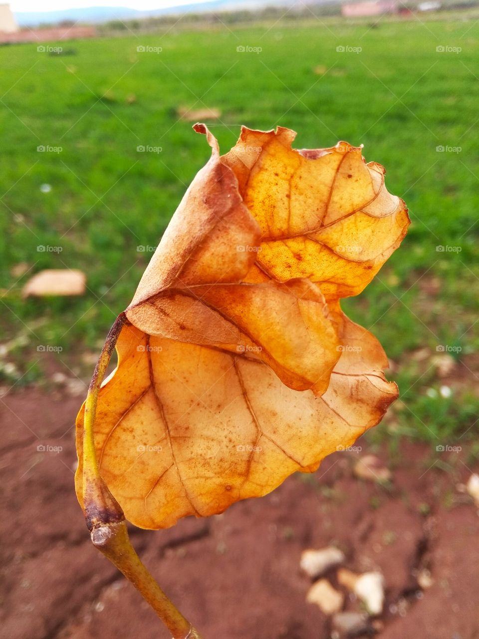Fall, No Person, Nature, Leaf, Outdoors