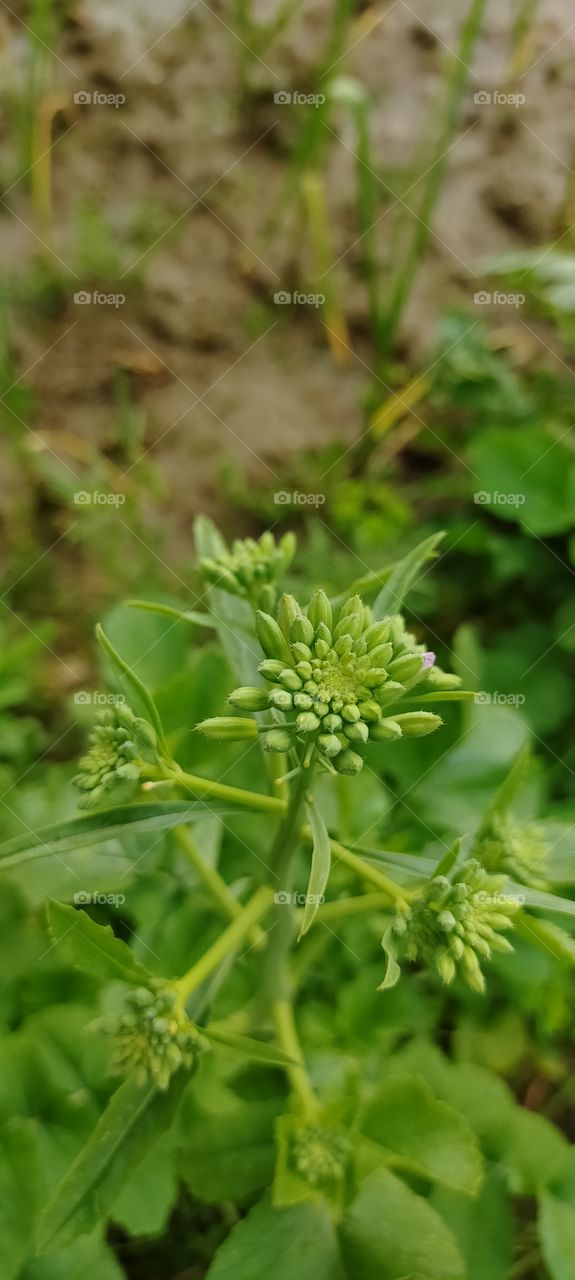 The new life on spring season