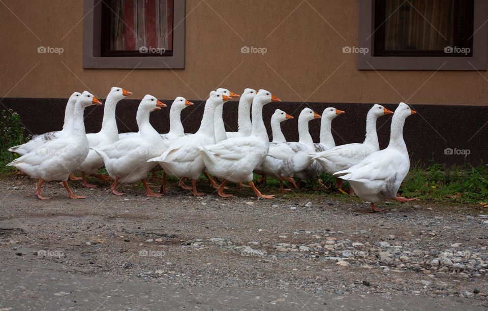 Geese on rural road 