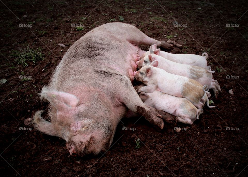 Animals, pigs, piglets, feeding, farm, mammals,