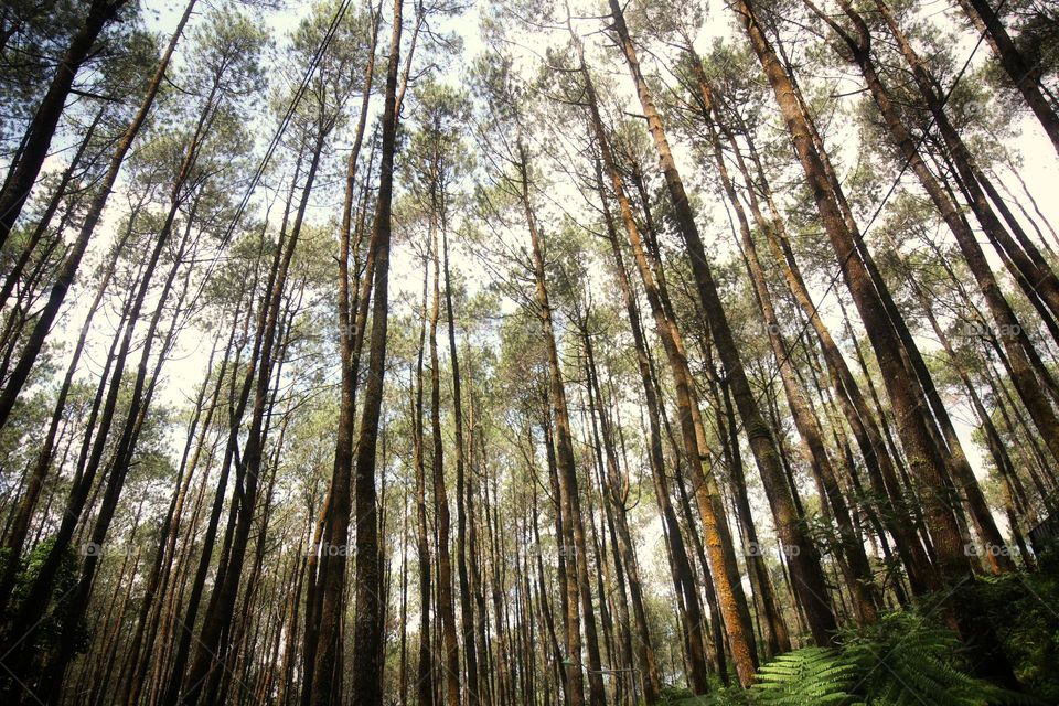 pine tree forest