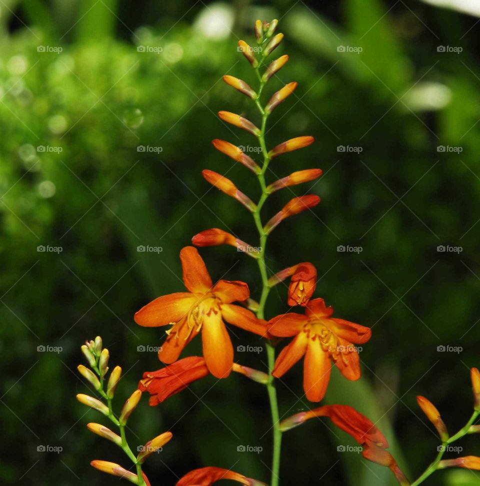 an orange flower in the garden