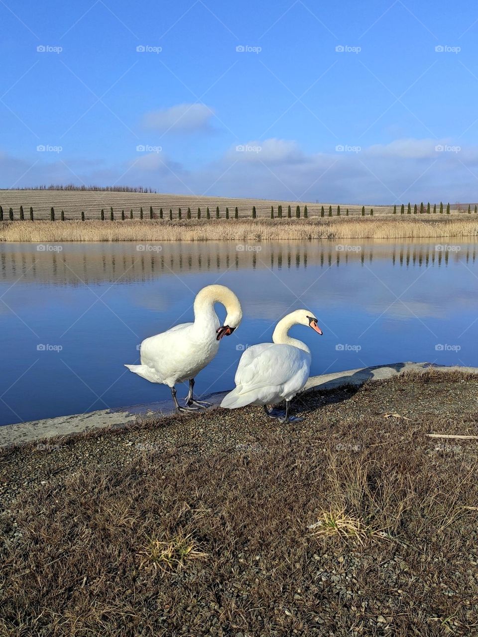 swans on the lake