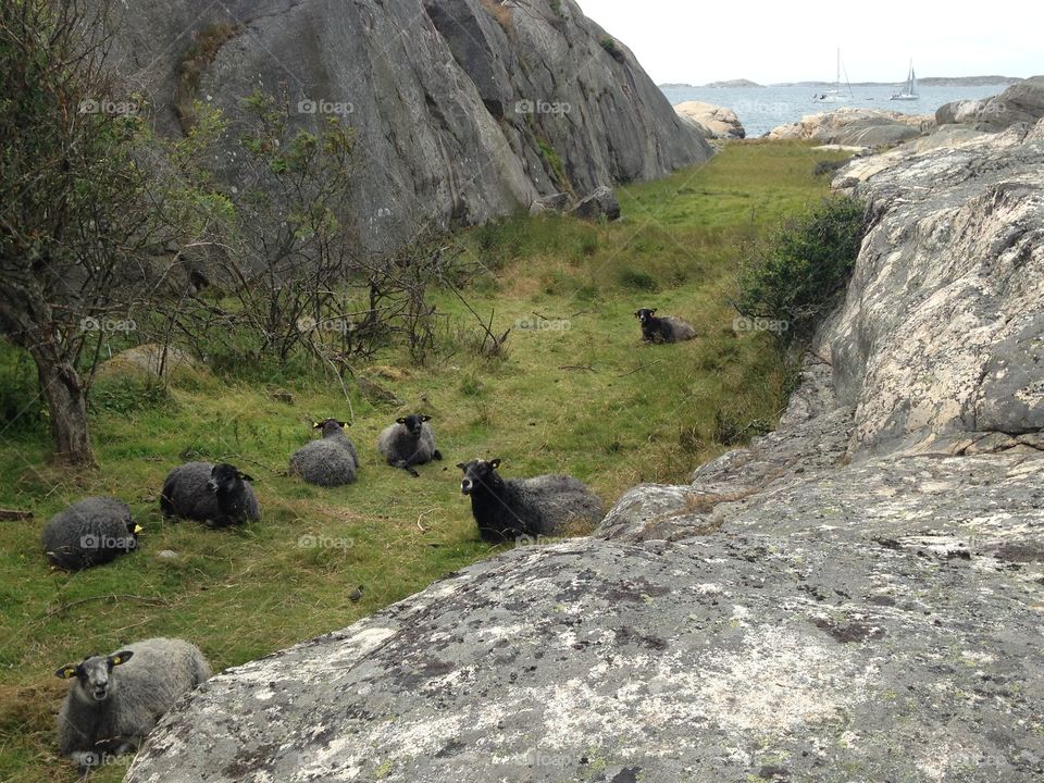 Sheep . A few sheep among the rocks by the sea. 