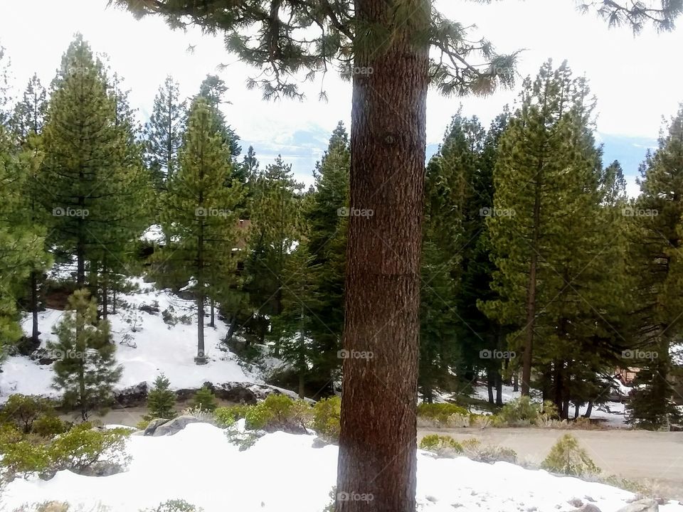 Snowy View of Lake Tahoe Forest