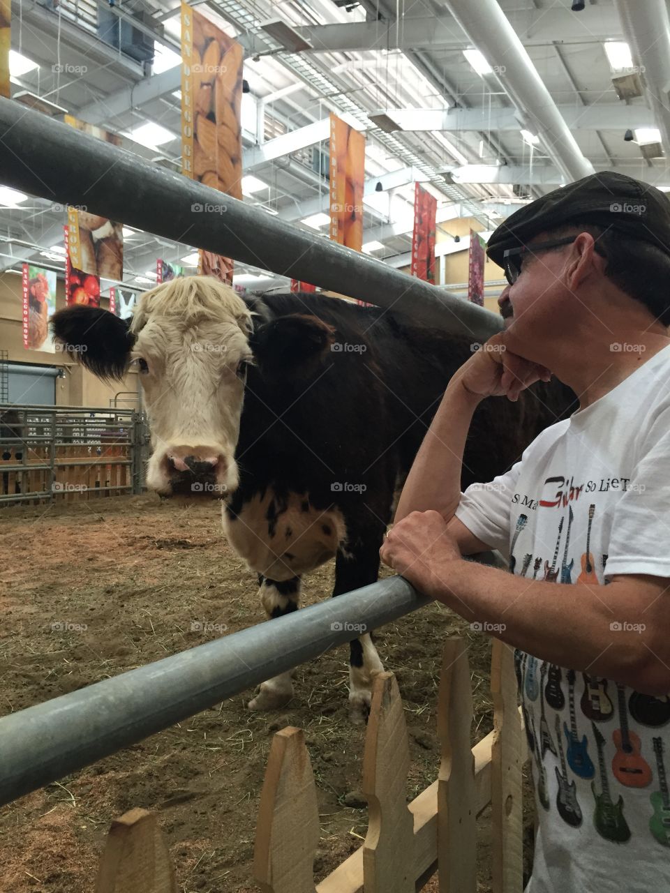 Meet the oldest living cow. . Oldest living cow greeting a person observing him at the county fair.